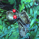 Image for article titled 10 of the World's Deadliest Plants — And How They Kill You